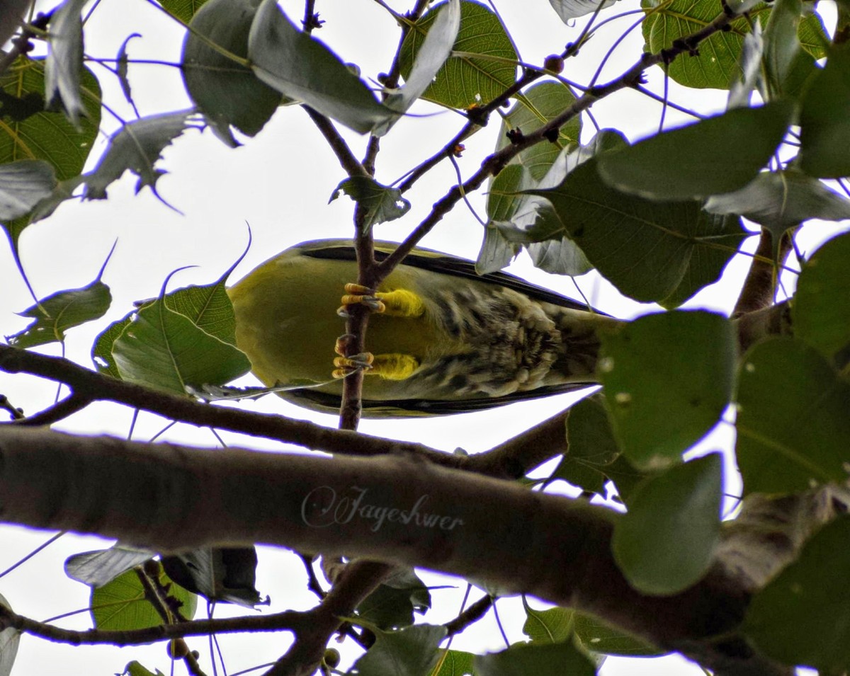 Yellow-footed Green-Pigeon - ML179839191