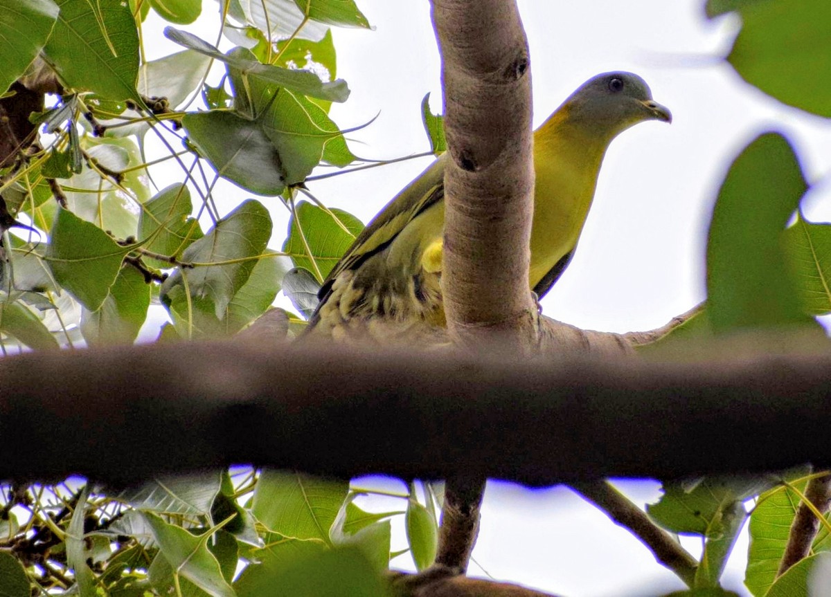 Yellow-footed Green-Pigeon - ML179839331