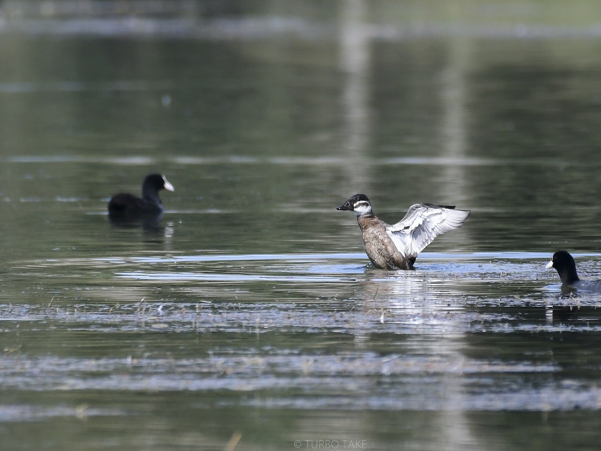 White-headed Duck - ML179840821