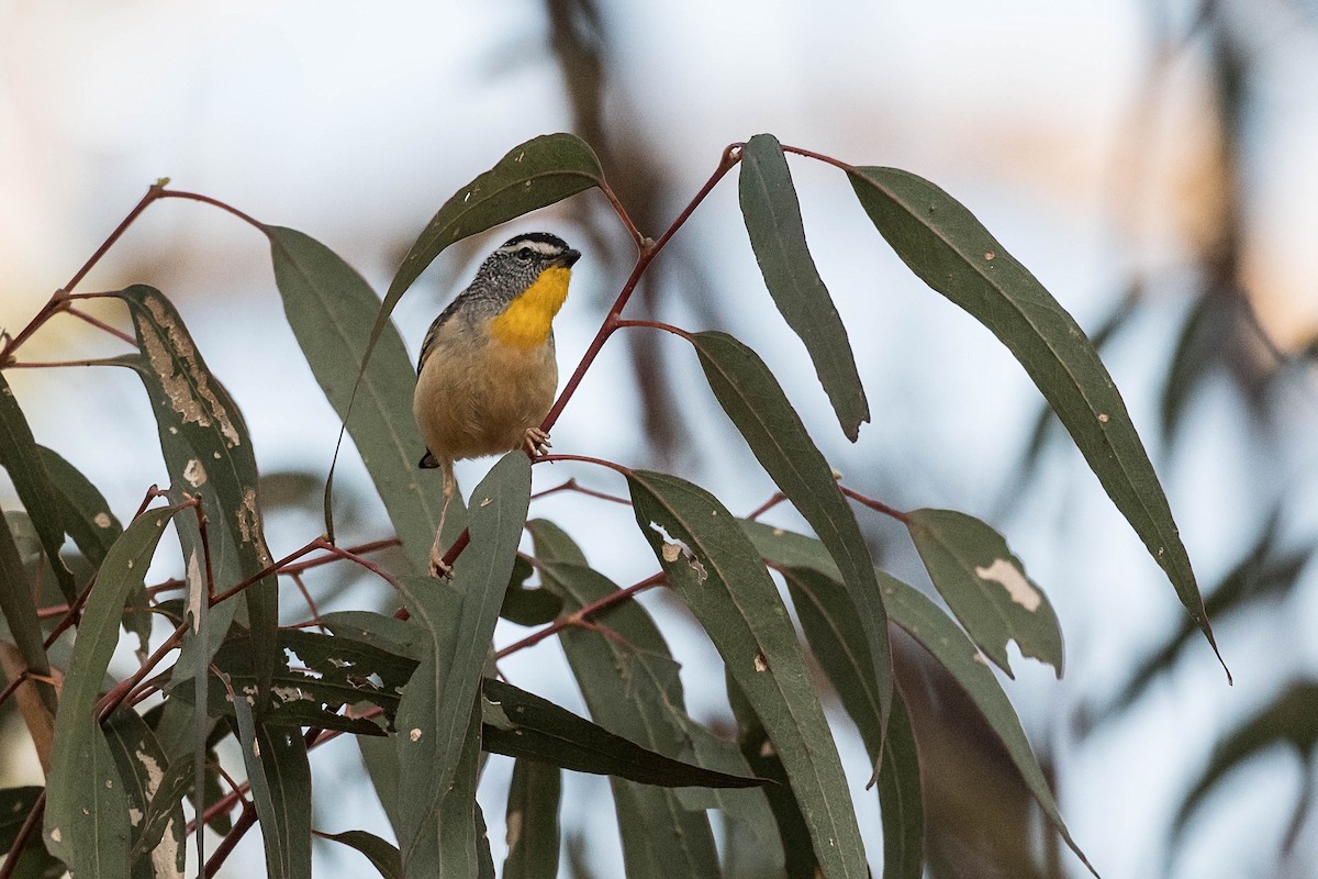 Spotted Pardalote - Terence Alexander