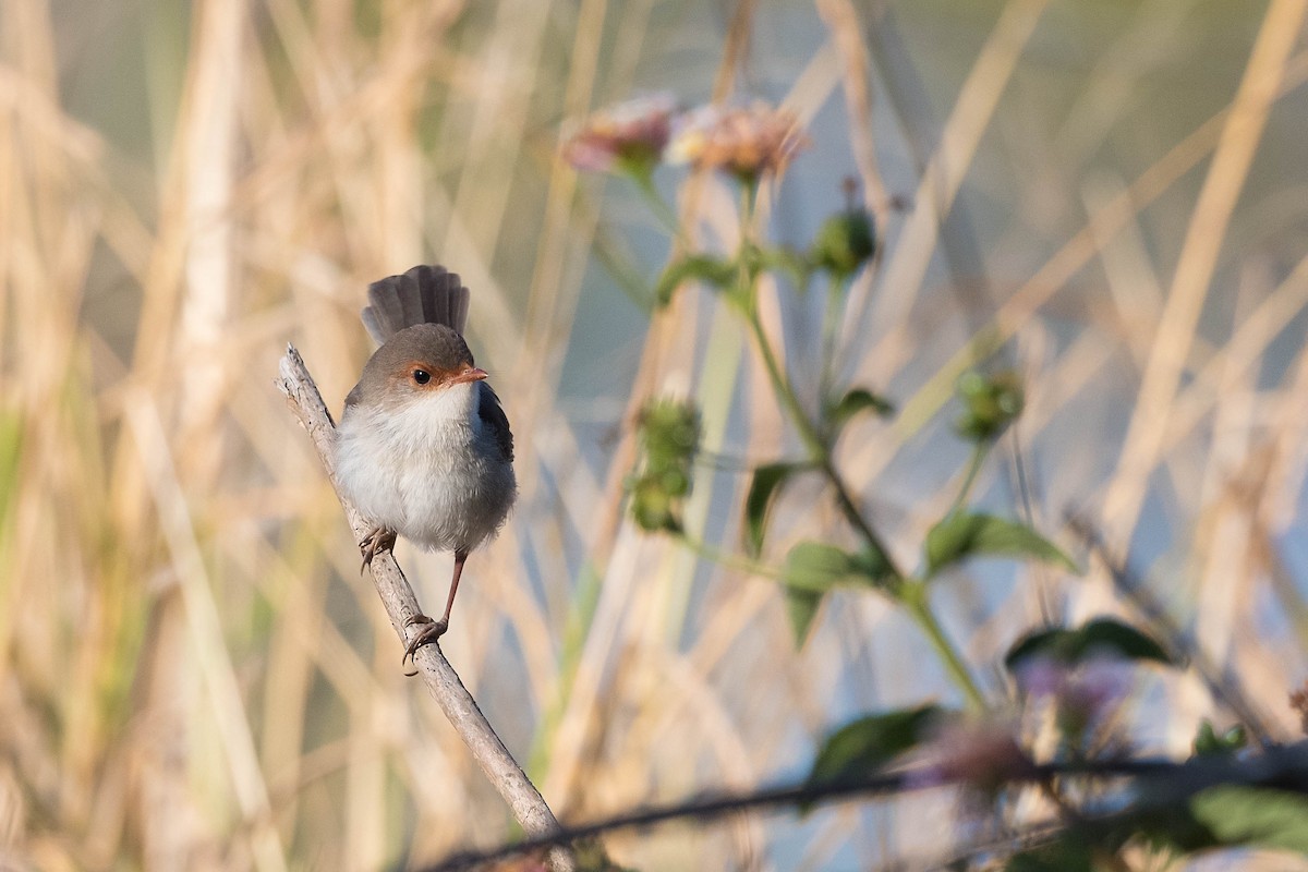 Superb Fairywren - ML179841851