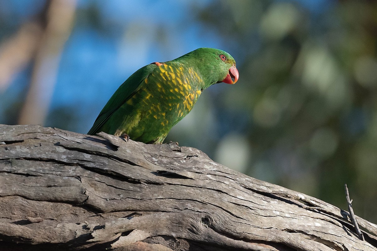 Scaly-breasted Lorikeet - ML179841881