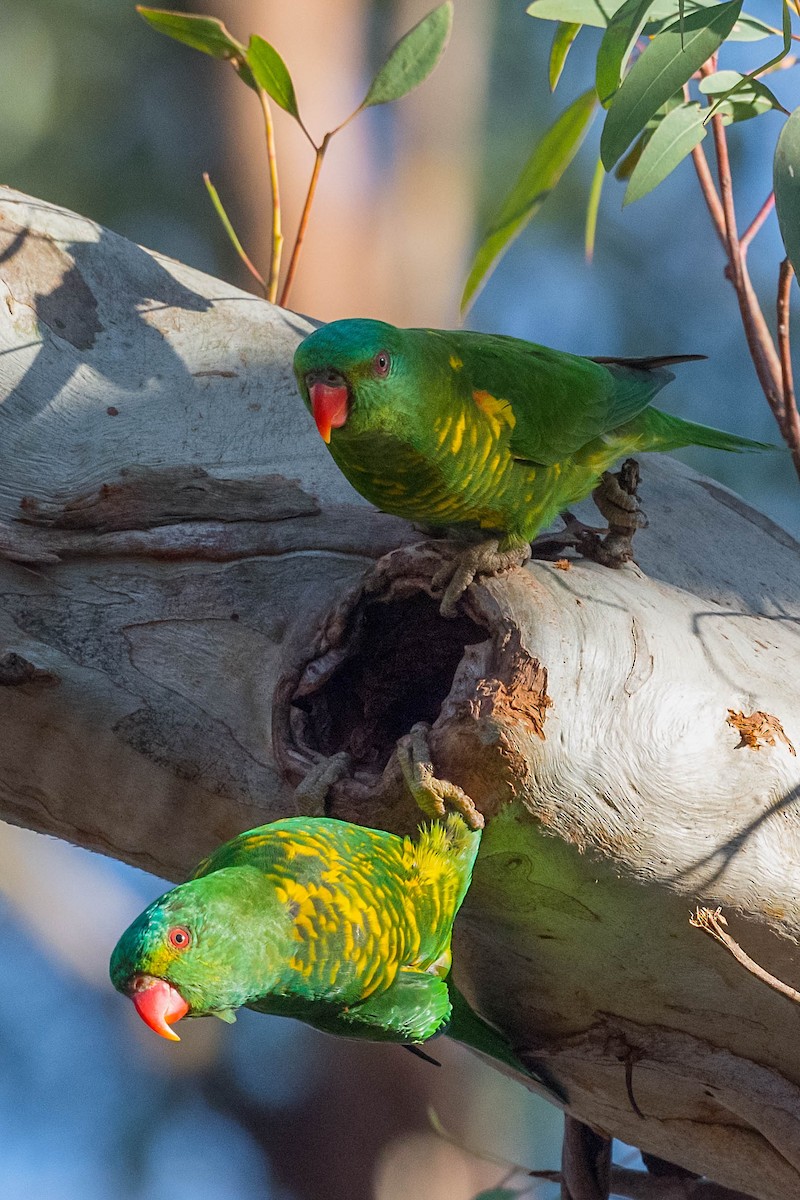 Scaly-breasted Lorikeet - ML179841981