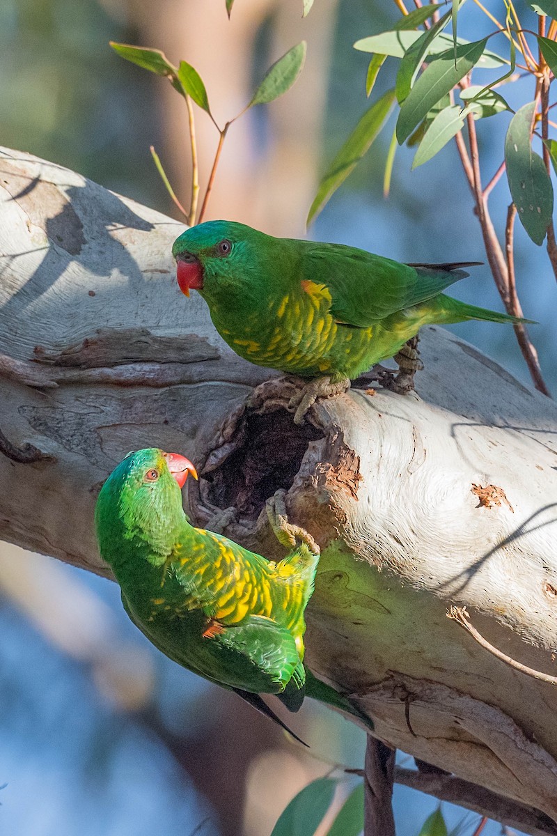 Scaly-breasted Lorikeet - ML179842001