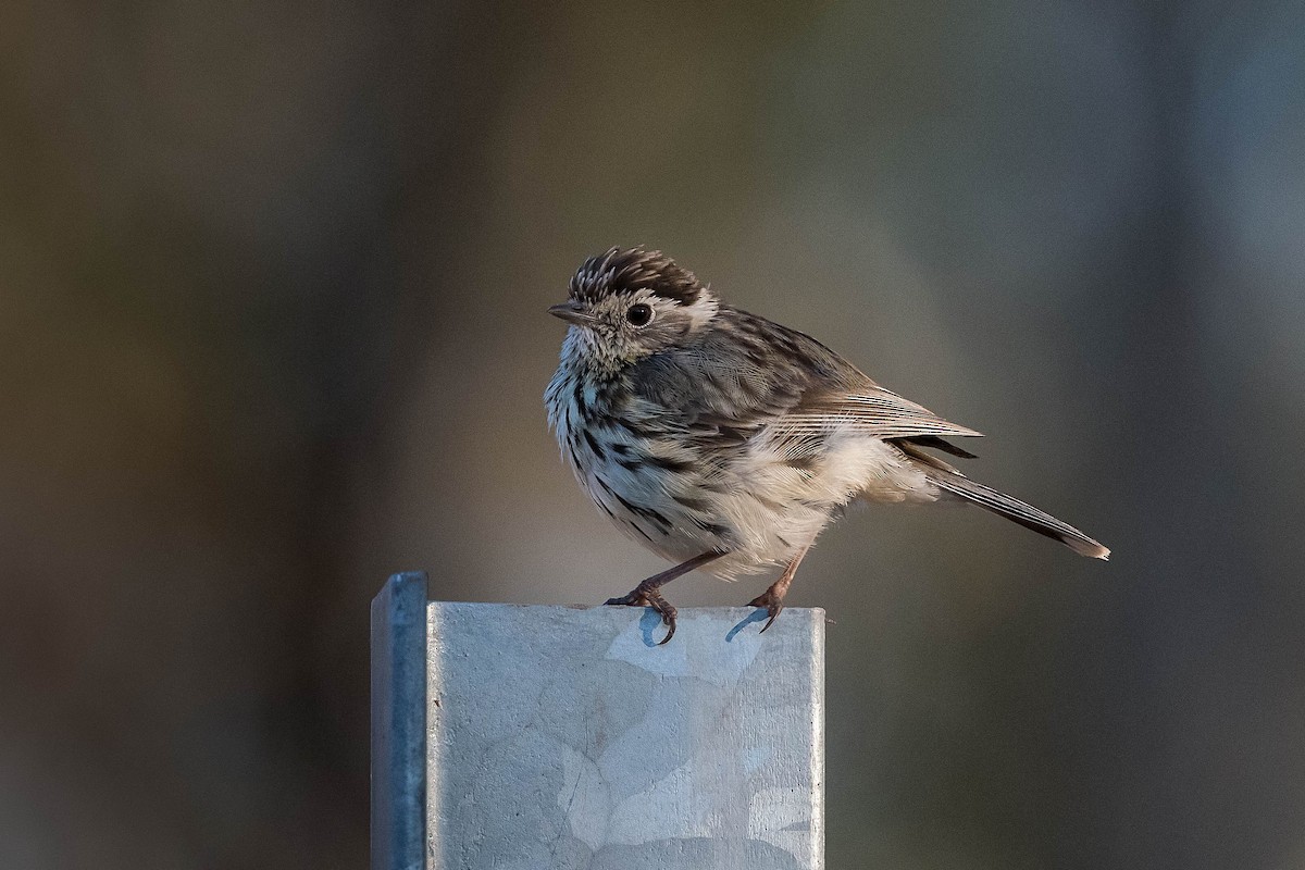 Speckled Warbler - ML179842131