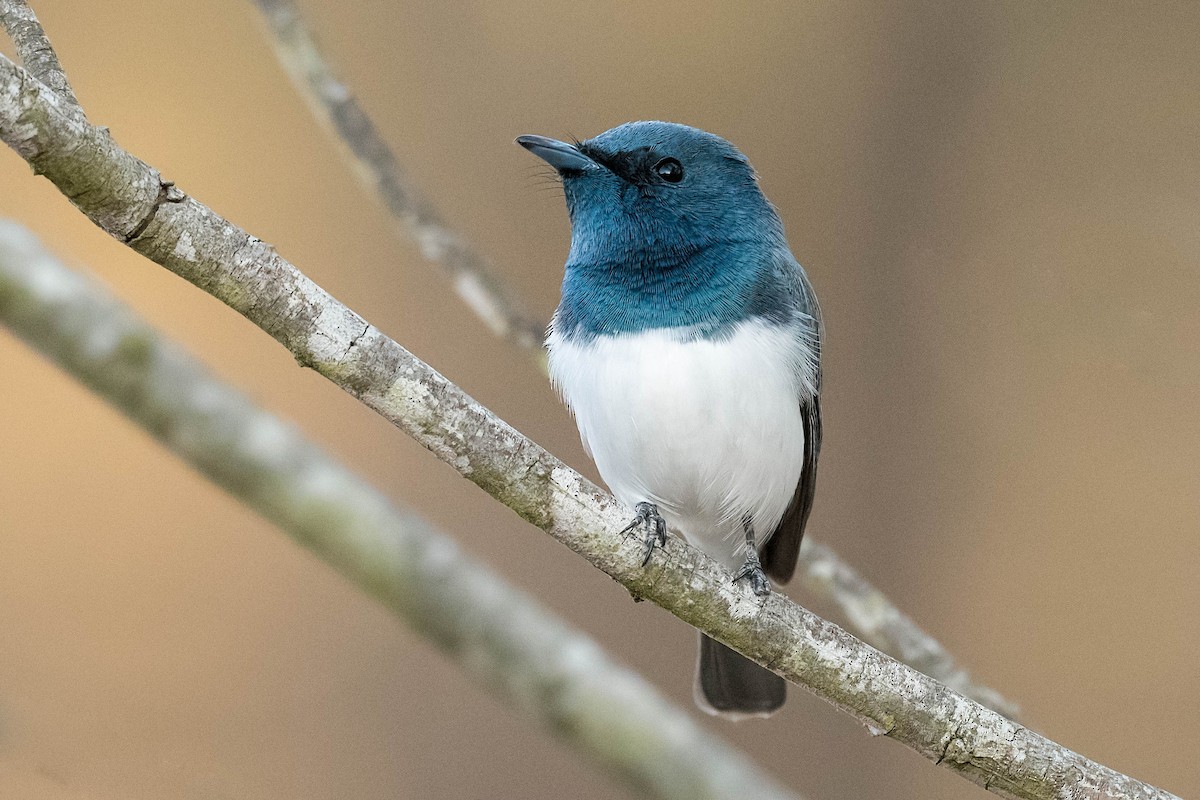 Leaden Flycatcher - ML179842471