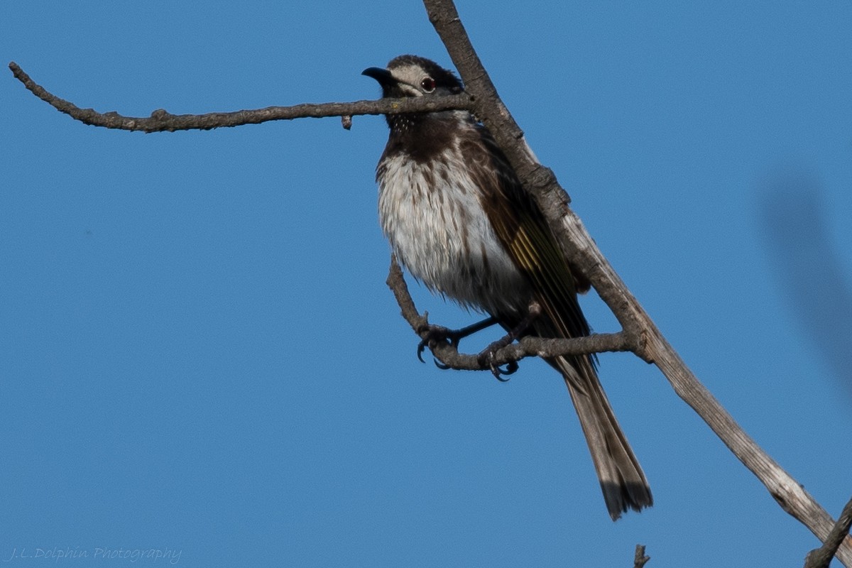 medosavka běločelá - ML179842731