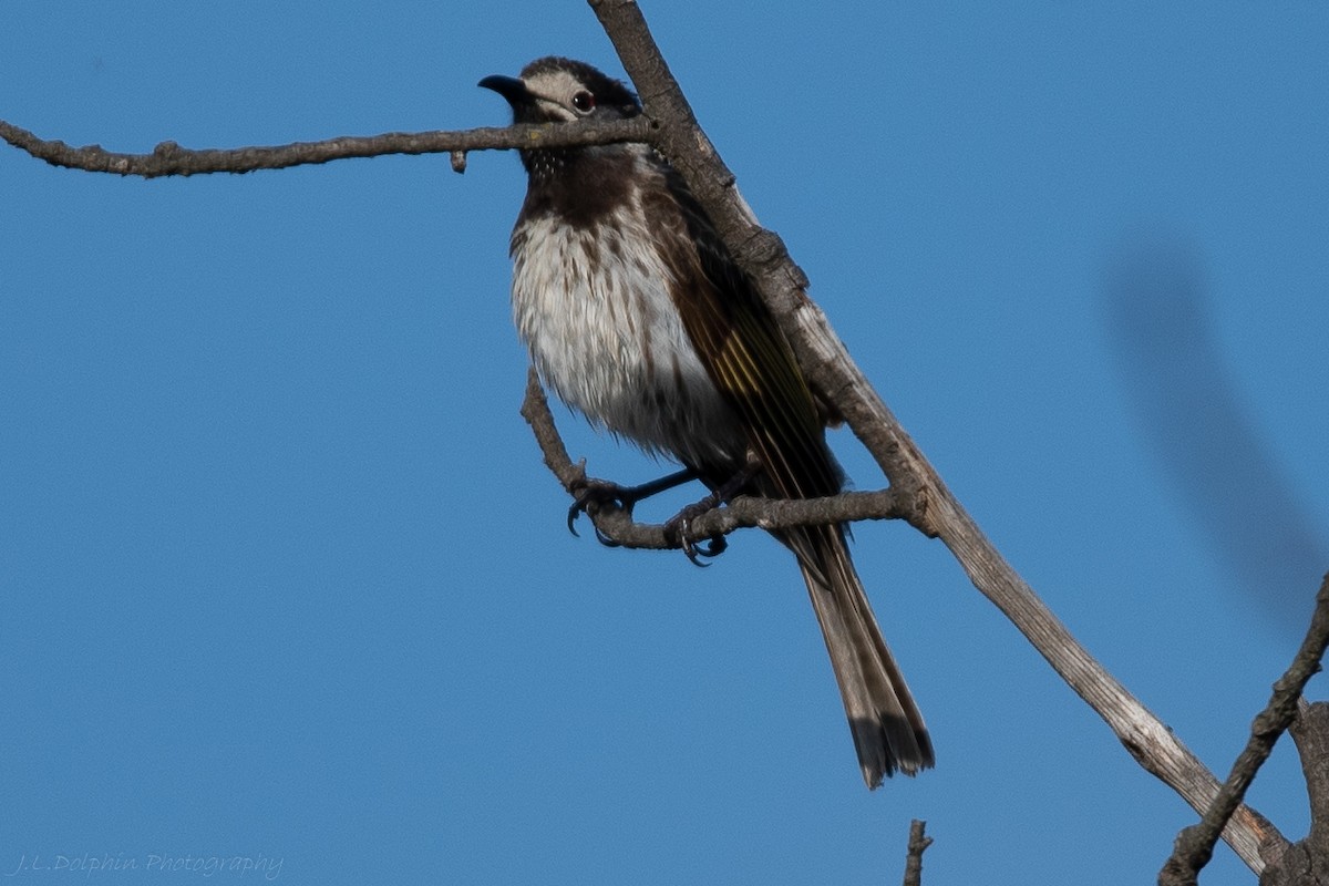 medosavka běločelá - ML179842741