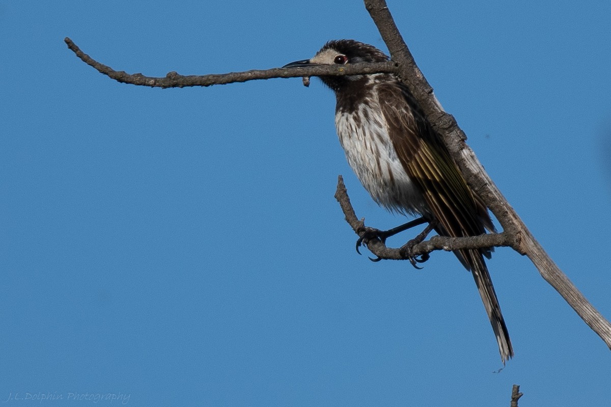 White-fronted Honeyeater - ML179842761