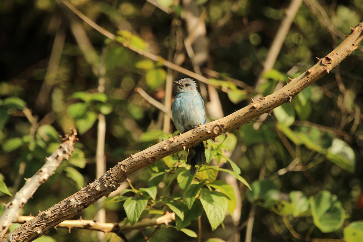 Verditer Flycatcher - SHARMILA Abdulpurkar