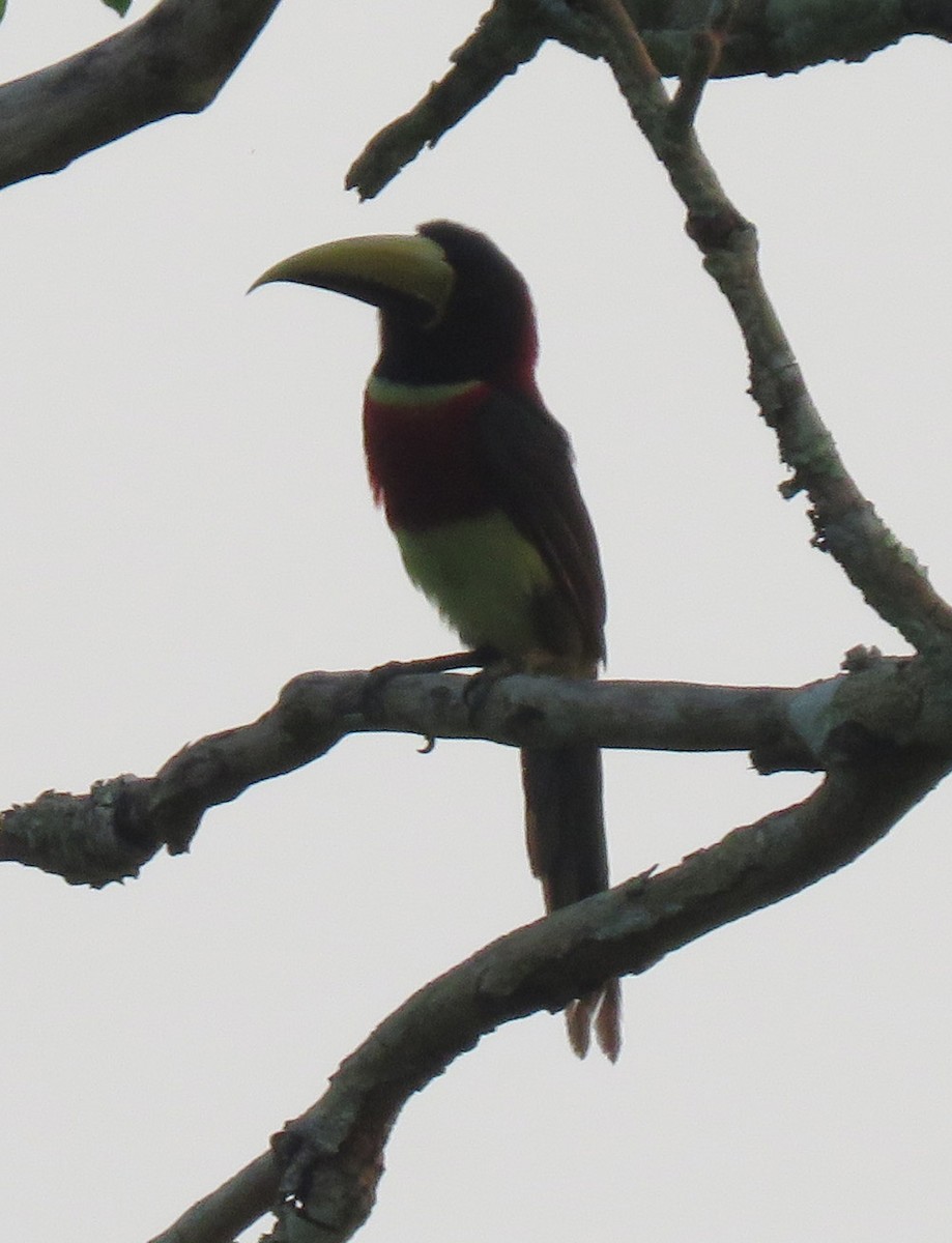 Red-necked Aracari - Jim Peterson