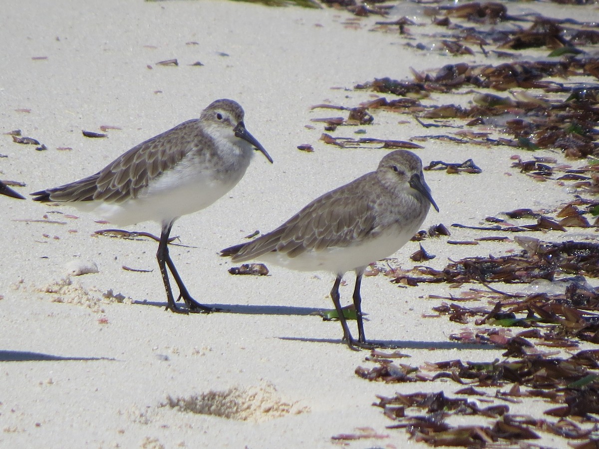 tundrasnipe - ML179846101