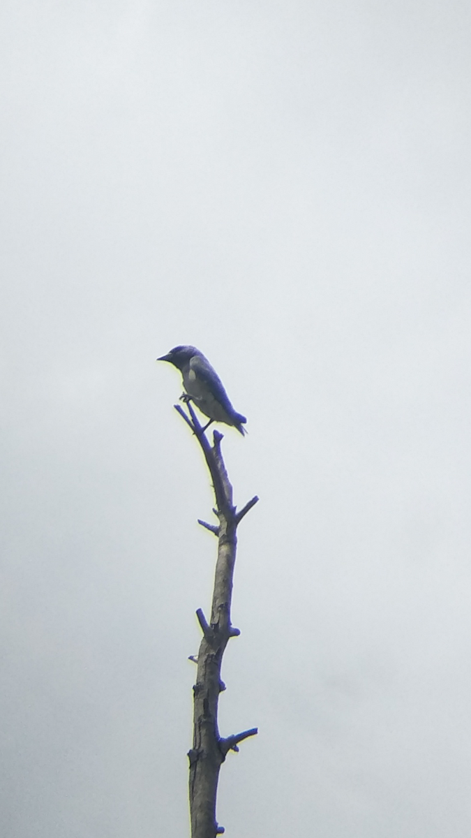 Ashy Woodswallow - ML179847151