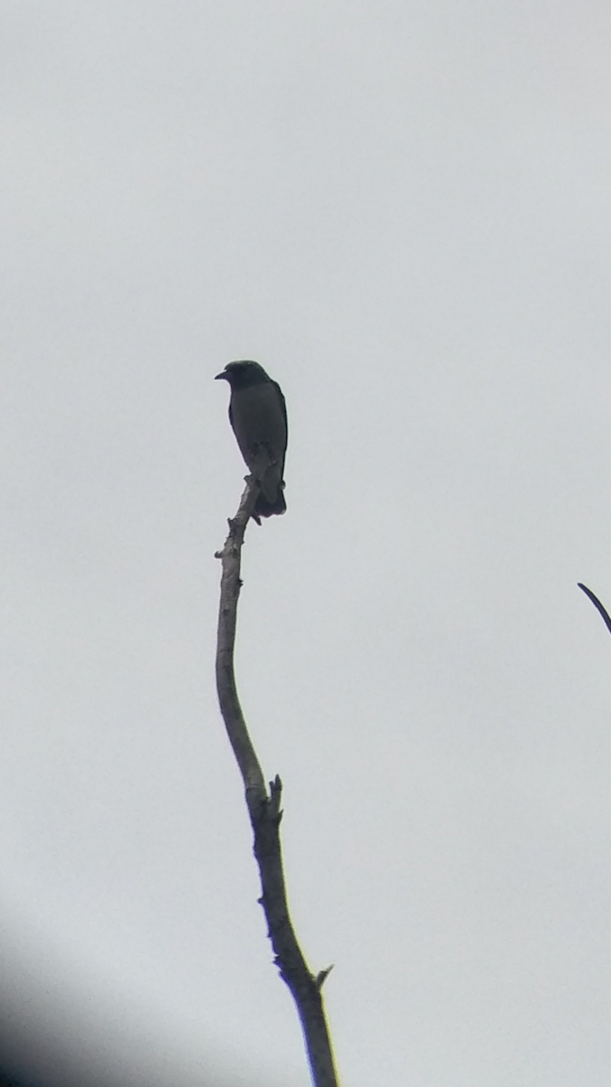 Ashy Woodswallow - ML179847231