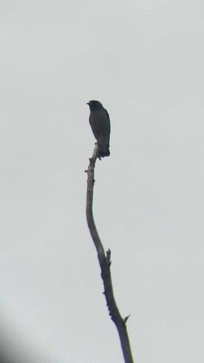 Ashy Woodswallow - ML179847241