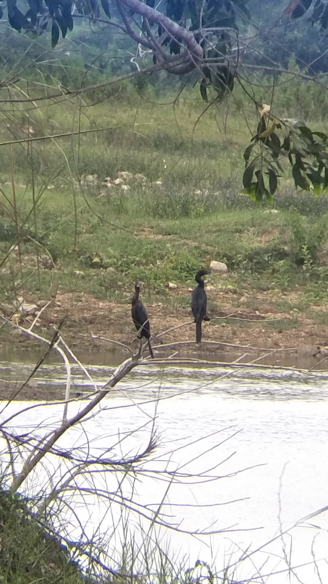 Cormoran à cou brun - ML179847641