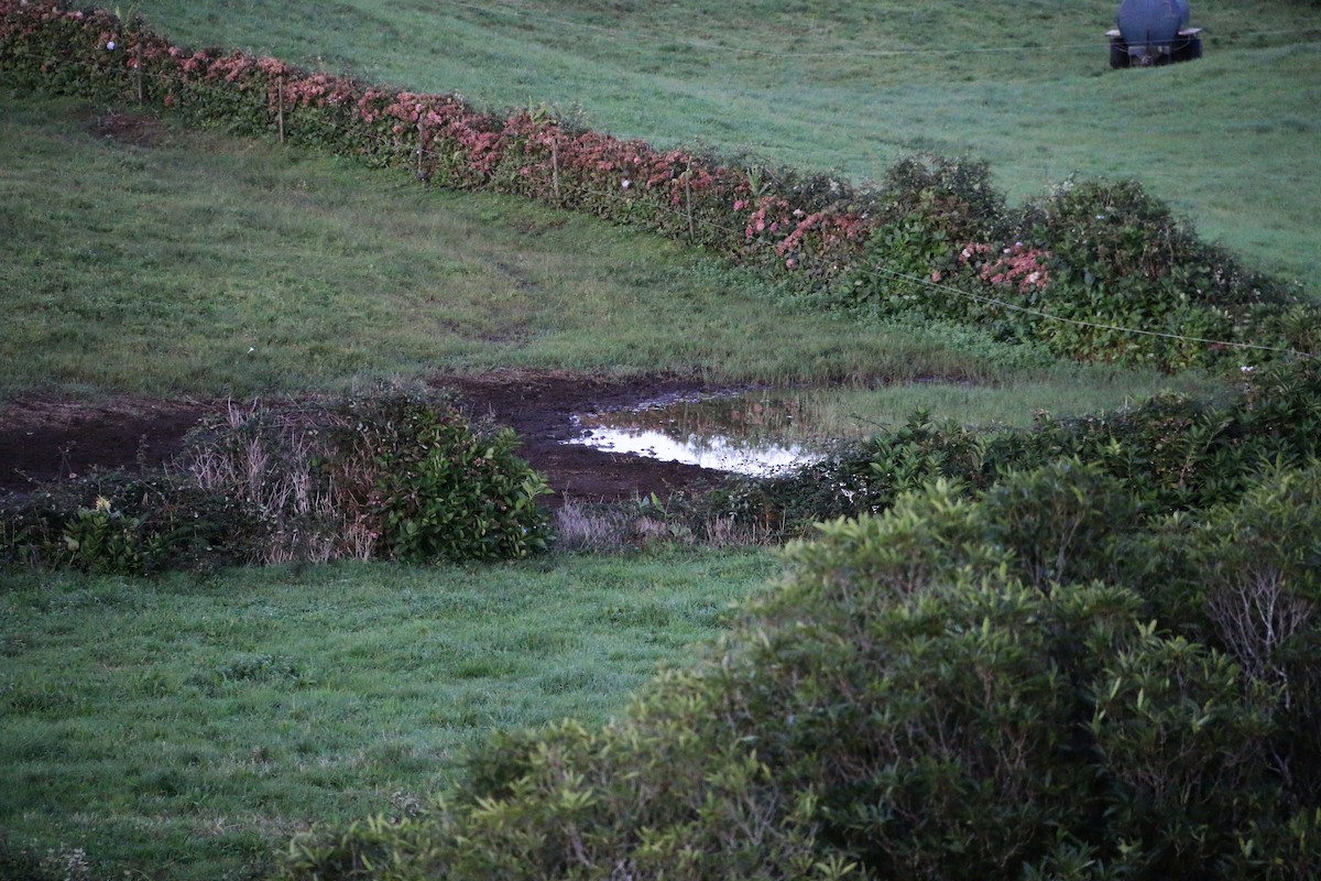 Solitary Sandpiper - ML179847651