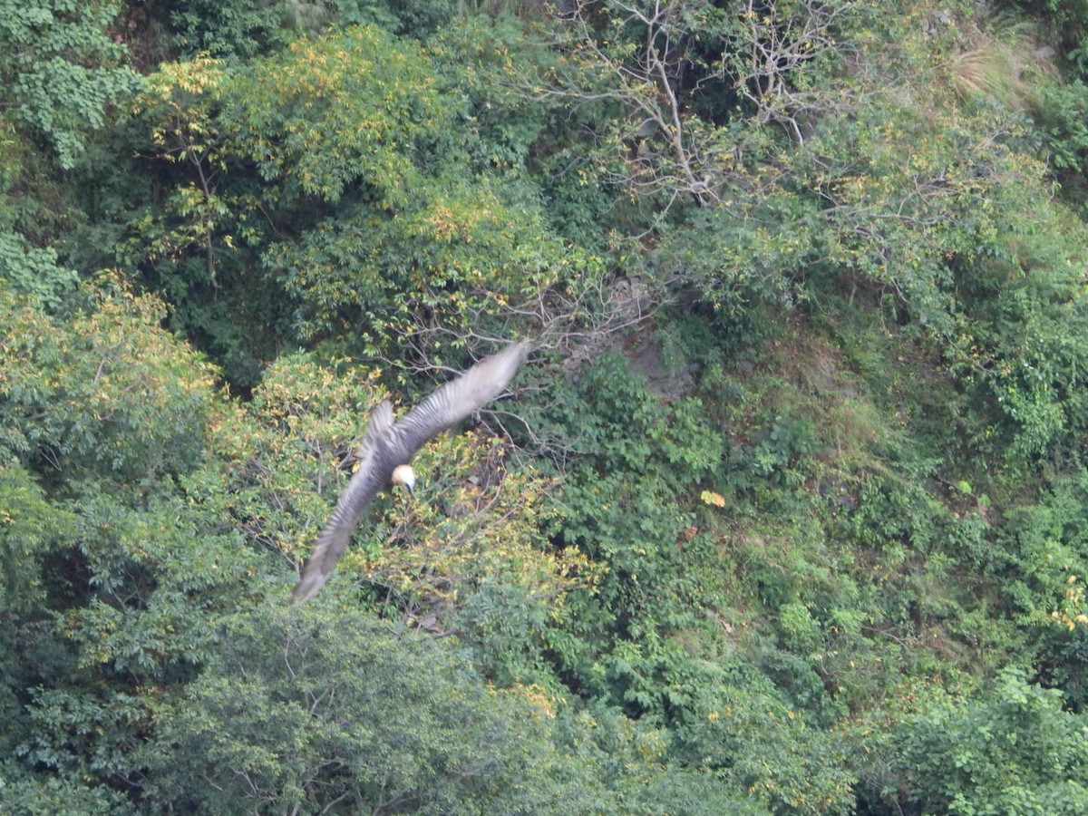 Bearded Vulture - ML179852251