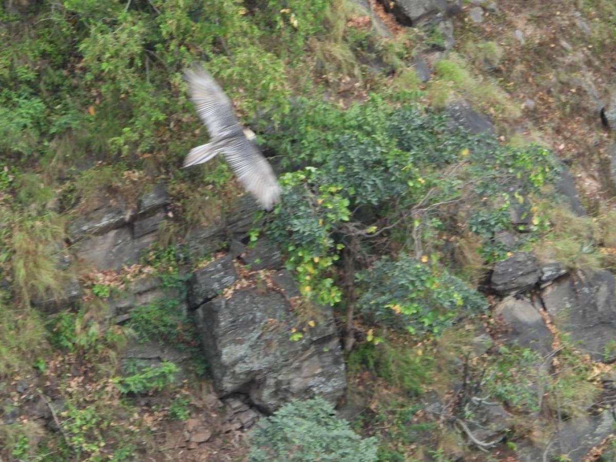 Bearded Vulture - ML179852271