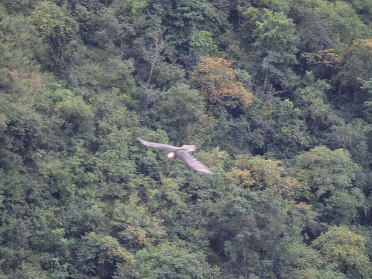 Bearded Vulture - ML179852301