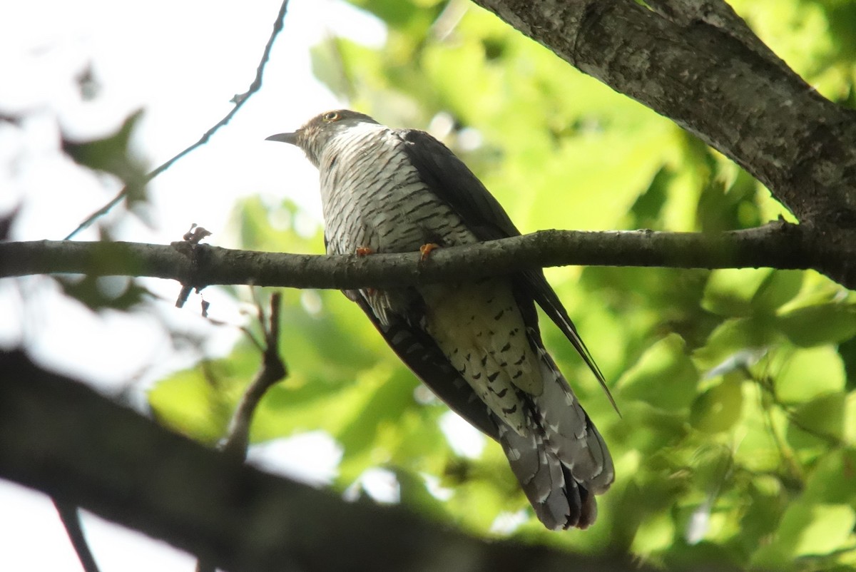 Common Cuckoo - Tomohiro Iuchi