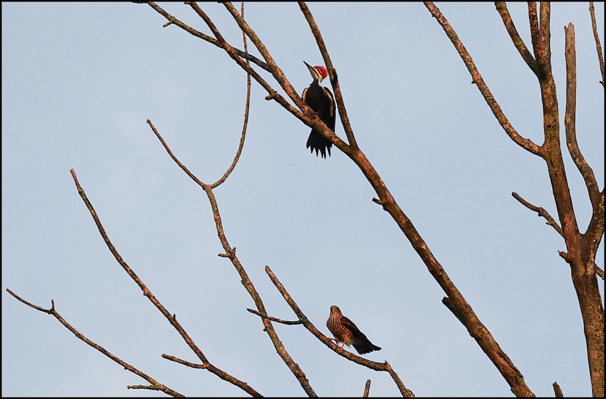 Pileated Woodpecker - ML179855271