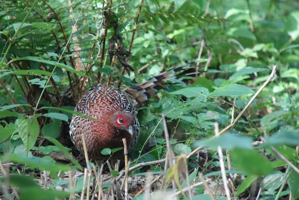 Copper Pheasant - Tomohiro Iuchi
