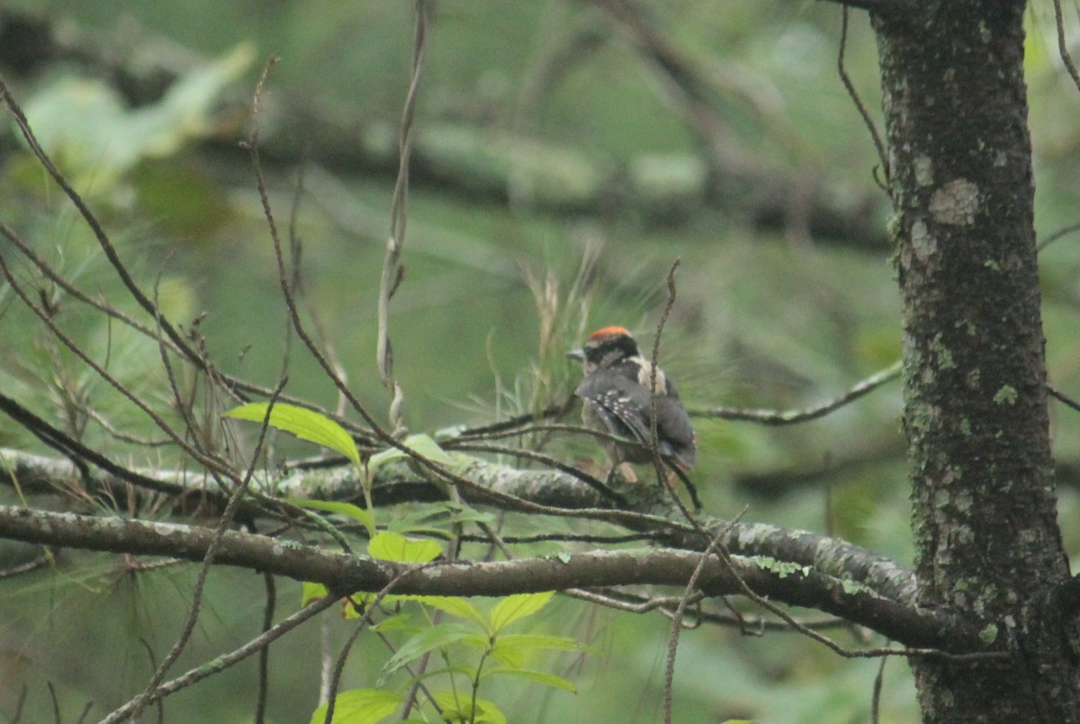 Hairy Woodpecker - ML179859361