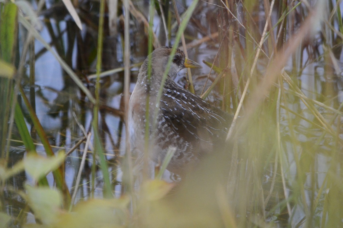 Polluela Sora - ML179860341