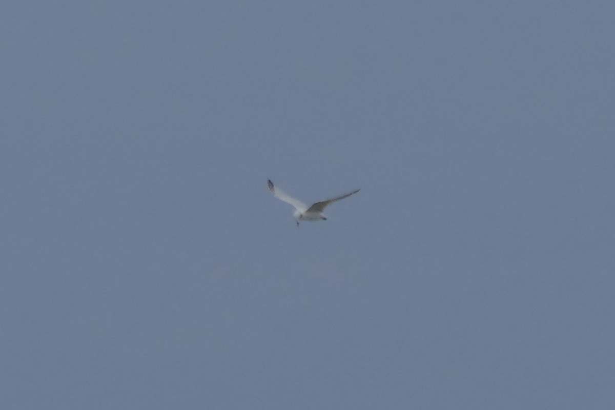 Gull-billed Tern - Peter Kaestner