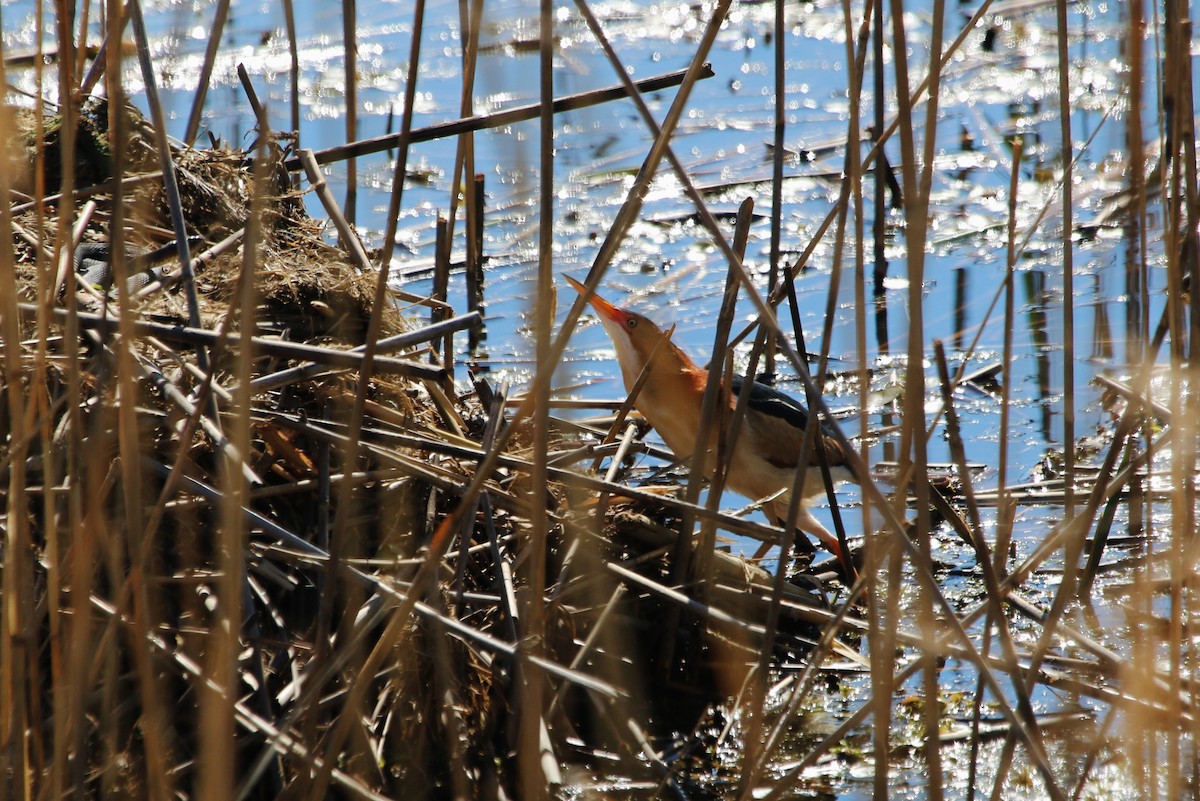 Least Bittern - ML179862081