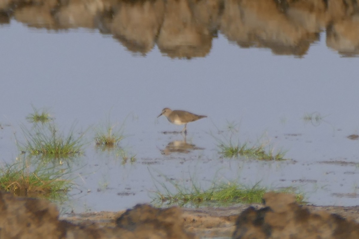 Temminck's Stint - ML179864331