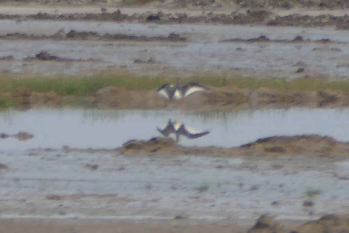 Common Redshank - ML179864451