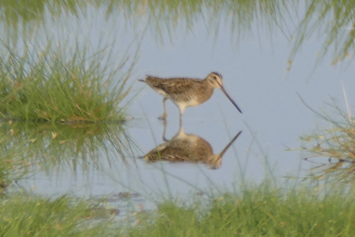 Common Snipe - ML179864511