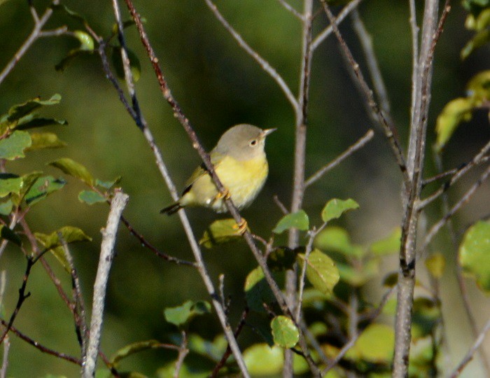 Rubinfleck-Waldsänger - ML179864801