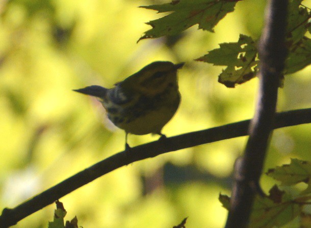 Grünmantel-Waldsänger - ML179864821