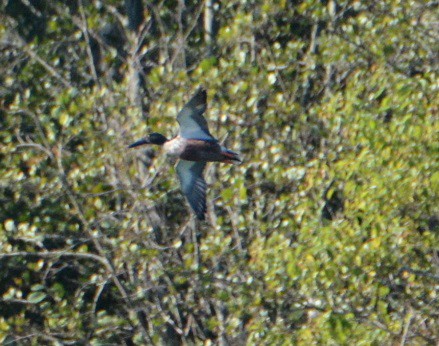 Northern Shoveler - ML179864841