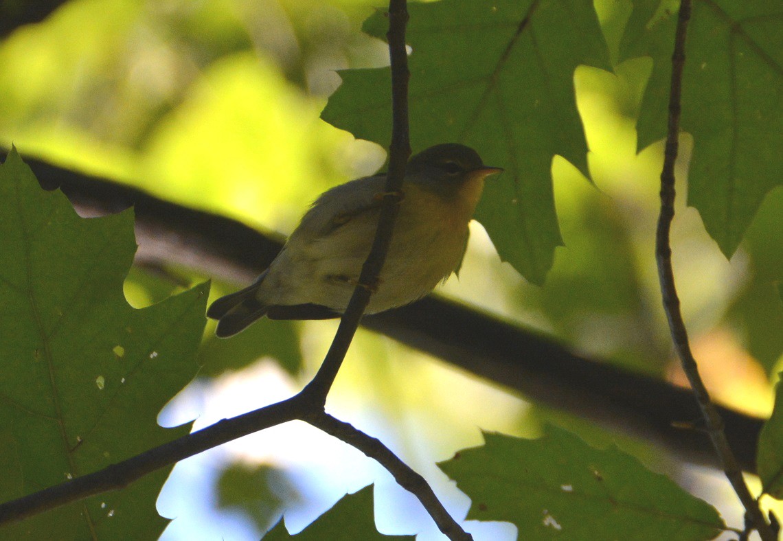 Northern Parula - ML179864871