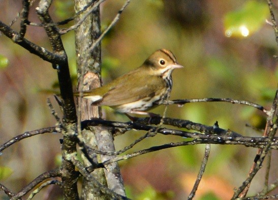 Ovenbird - ML179864931