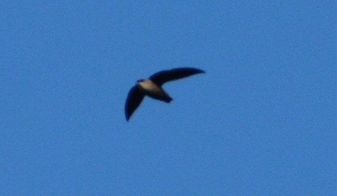 Chimney Swift - ML179864951