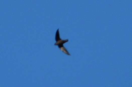 Chimney Swift - ML179864961