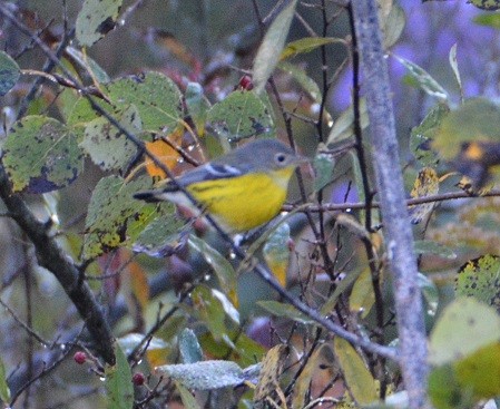 Magnolia Warbler - "Chia" Cory Chiappone ⚡️