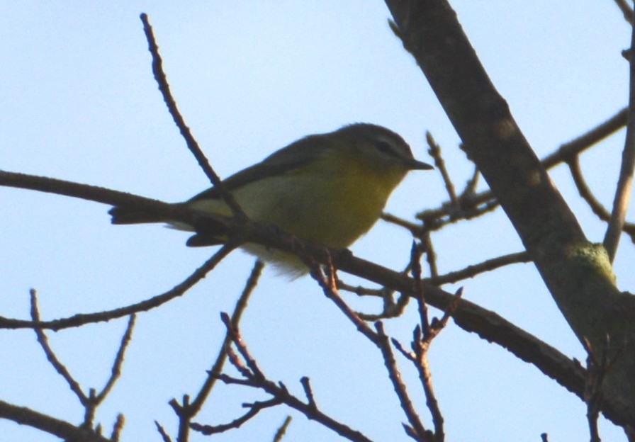 Philadelphia Vireo - ML179865041