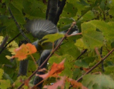 Northern Parula - ML179865841