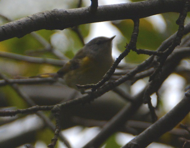 American Redstart - ML179865861