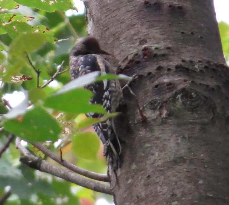 Yellow-bellied Sapsucker - ML179865891