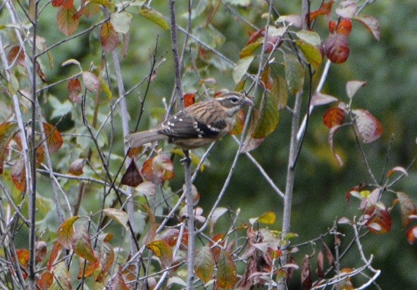 Rose-breasted Grosbeak - ML179865921