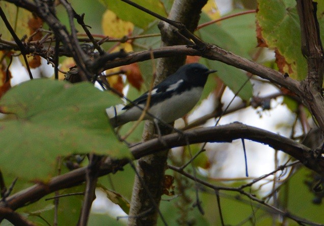 Black-throated Blue Warbler - ML179865981