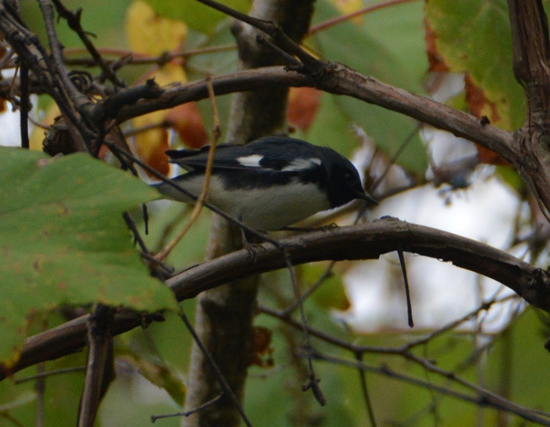 Black-throated Blue Warbler - ML179865991