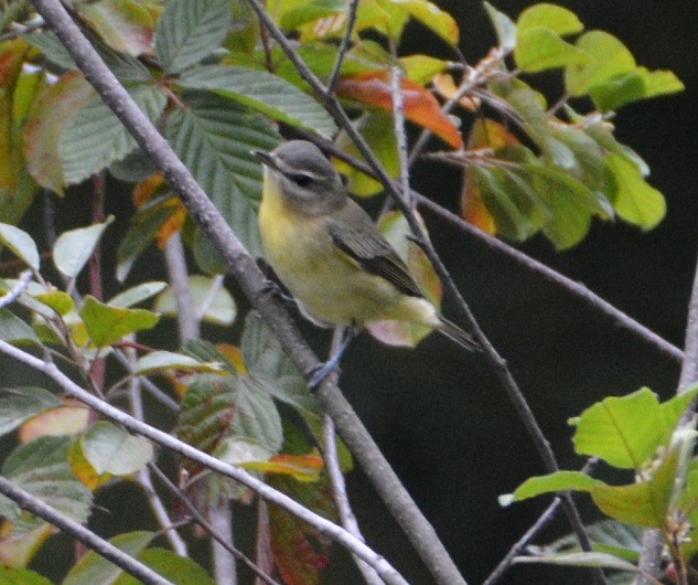 Philadelphia Vireo - ML179866081